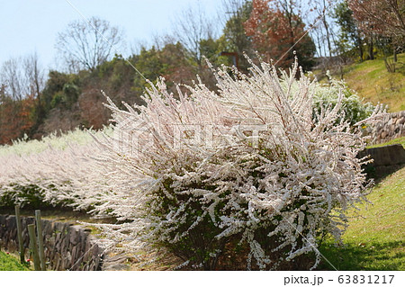 ユキヤナギの花 ユキヤナギの花 63831217