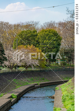 日本の春 杉並区 善福寺川と桜の風景 日本の春 杉並区 善福寺川と桜の風景 63831354