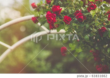 Red climbing roses on arch blooming in garden Red climbing roses on arch blooming in garden 63831662