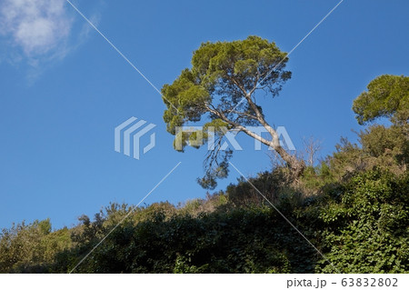 Leaves of a treetop 63832802