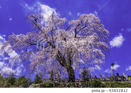 （山梨県）原間のイトザクラ（はらまのいとざくら） 63832812