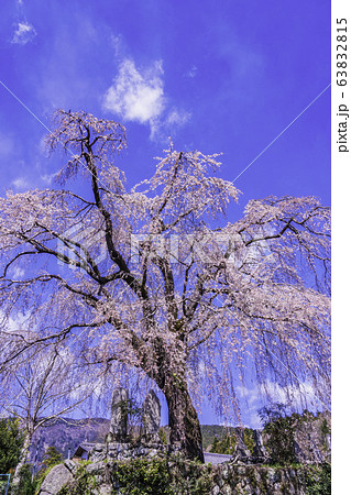 （山梨県）原間のイトザクラ（はらまのいとざくら） 63832815