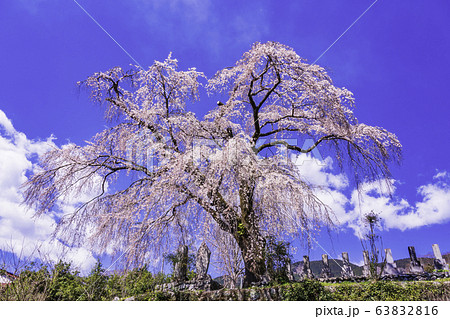 (山梨県)原間のイトザクラ(はらまのいとざくら) (山梨県)原間のイトザクラ(はらまのいとざくら) 63832816