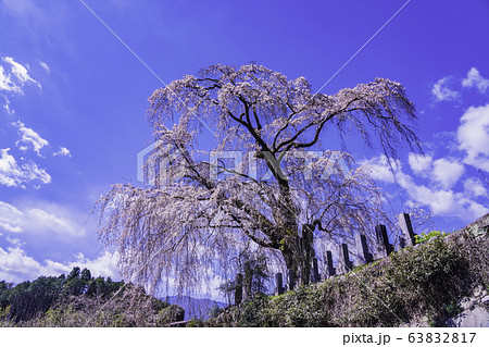 (山梨県)原間のイトザクラ(はらまのいとざくら) (山梨県)原間のイトザクラ(はらまのいとざくら) 63832817