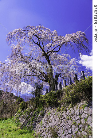 （山梨県）原間のイトザクラ（はらまのいとざくら） 63832820
