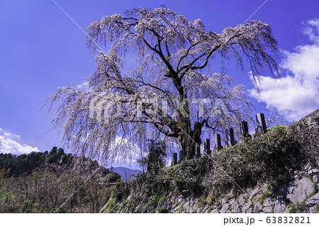（山梨県）原間のイトザクラ（はらまのいとざくら） 63832821