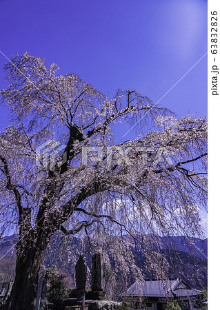 （山梨県）原間のイトザクラ（はらまのいとざくら） 63832826