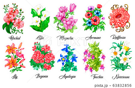 Design set of Orchid, Calla, Magnolia, Lily, Narcissus, Aquilegia and other flowers isolated on white. 63832856