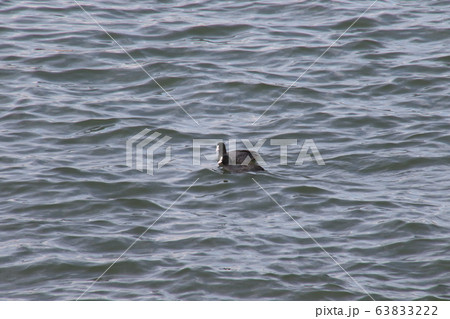 六郷川を泳ぐかもの夫婦 63833222