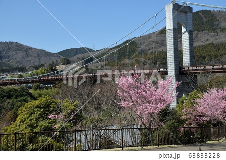 秦野戸川公園 オカメザクラ 風の吊り橋 秦野戸川公園 オカメザクラ 風の吊り橋 63833228