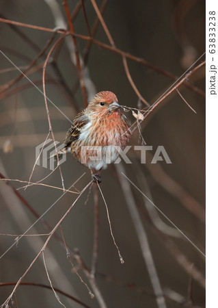 オオマシコ 63833238