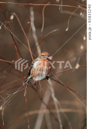 オオマシコ 63833240