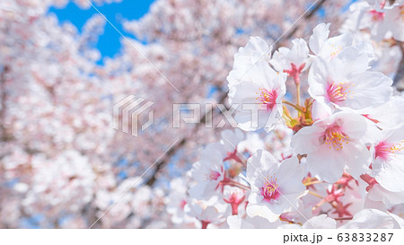 満開の桜 満開の桜 63833287