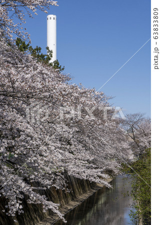 桜並木と神田川と杉並清掃工場の煙突 桜並木と神田川と杉並清掃工場の煙突 63833809