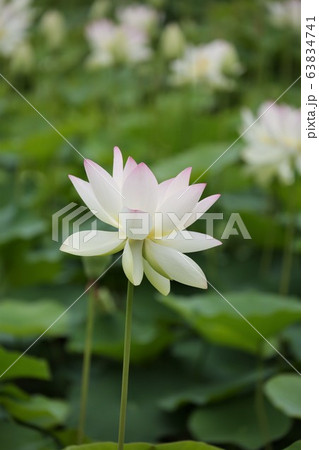蓮の花 蓮の花 63834741