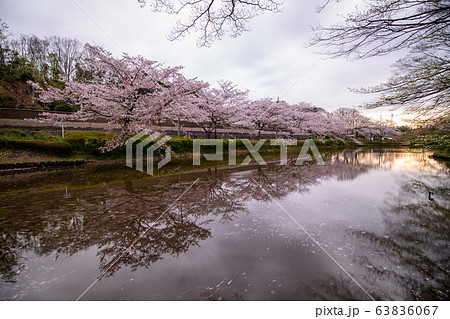 花島公園の池の周りの桜 63836067