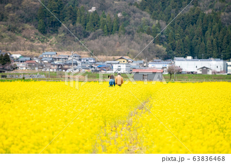 菜の花畑/福井県鯖江市舟枝町/さばえ菜花米/北陸新幹線沿線工事 菜の花畑/福井県鯖江市舟枝町/さばえ菜花米/北陸新幹線沿線工事 63836468