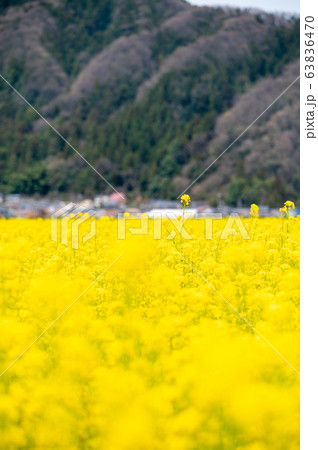 菜の花畑/福井県鯖江市舟枝町/さばえ菜花米/北陸新幹線沿線工事 菜の花畑/福井県鯖江市舟枝町/さばえ菜花米/北陸新幹線沿線工事 63836470