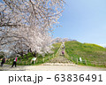 行田市にあるさきたま古墳公園の桜の丘 63836491