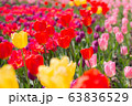 カラフルなチューリップの花畑 63836529