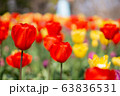 赤色が美しいチューリップ 63836531