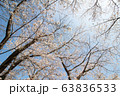 快晴の日の満開の桜 63836533