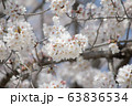 日本で春に見た満開の桜 63836534