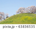 桜と菜の花を見ながらの散歩 63836535