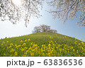 満開の桜と菜の花が美しいさきたま古墳公園 63836536
