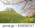 満開の桜が美しいさきたま古墳公園 63836537