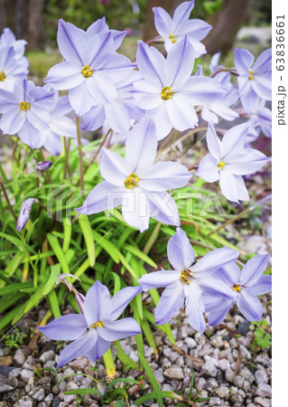 ハナニラ 63836661