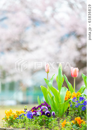 小学校校庭の真ん中に咲く大木の一本桜／越前市味真野小学校／校庭の桜／福井県 63836819