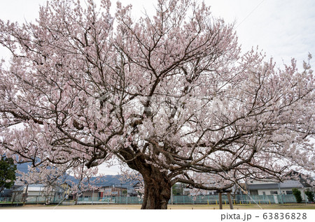 小学校校庭の真ん中に咲く大木の一本桜/越前市味真野小学校/校庭の桜/福井県 小学校校庭の真ん中に咲く大木の一本桜/越前市味真野小学校/校庭の桜/福井県 63836828