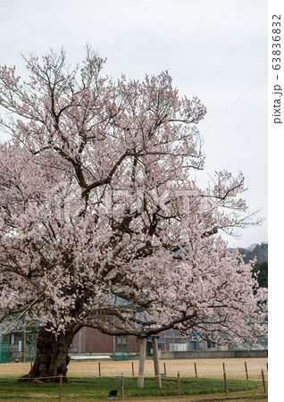 小学校校庭の真ん中に咲く大木の一本桜/越前市味真野小学校/校庭の桜/福井県 小学校校庭の真ん中に咲く大木の一本桜/越前市味真野小学校/校庭の桜/福井県 63836832