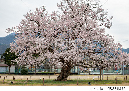 小学校校庭の真ん中に咲く大木の一本桜 越前市味真野小学校 校庭の桜 福井県の写真素材 6365