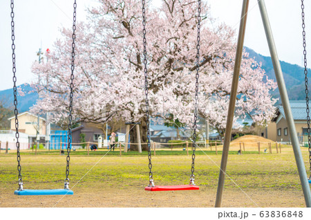 小学校校庭の真ん中に咲く大木の一本桜 越前市味真野小学校 校庭の桜 福井県の写真素材