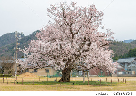 小学校校庭の真ん中に咲く大木の一本桜/越前市味真野小学校/校庭の桜/福井県 小学校校庭の真ん中に咲く大木の一本桜/越前市味真野小学校/校庭の桜/福井県 63836853