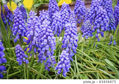 ムスカリ ムスカリ 63836875