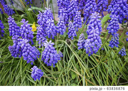 ムスカリ ムスカリ 63836876