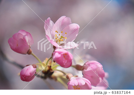 可憐な桜の花（神代曙） 63837164