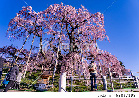 福島県 三春滝桜 写真を撮る人たち 福島県 三春滝桜 写真を撮る人たち 63837198