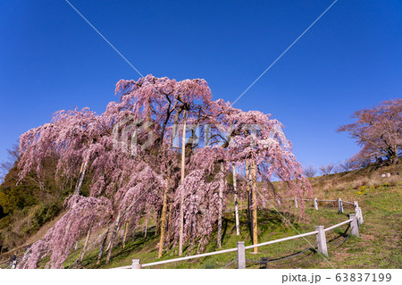 福島県　三春滝桜 63837199