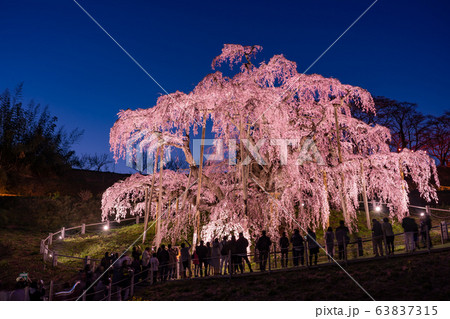 福島県　三春滝桜　ライトアップ　夕暮れ時 63837315