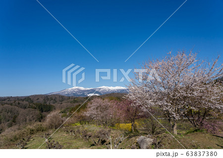 福島県　霞ヶ城公園から見る安達太良山　河津桜 63837380