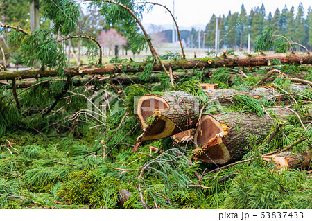 伐採された杉の木 イメージ 伐採された杉の木 イメージ 63837433