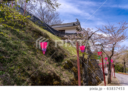 宮城県　春の白石城　桜の坂道 63837453