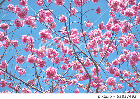 満開の桜（横浜緋桜） 63837492