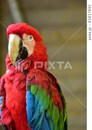 凛としたベニコンゴウインコ 63837692
