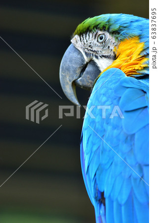 振り返るルリコンゴウインコ 振り返るルリコンゴウインコ 63837695