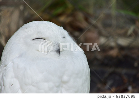 眠たいフクロウの写真素材